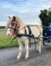 Gelding Shetland Pony For sale 2023 Coloured