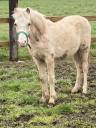 Colt Welsh Pony (Section A) Swap 2025 Palomino