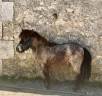 Gelding Shetland Pony For sale 2024 Red roan