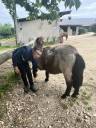 Gelding Shetland Pony For sale 2024 Red roan