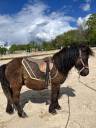 Gelding Shetland Pony For sale 2024 Bay