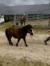 Filly Shetland Pony For sale 2025 Bay