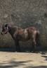 Filly Origin Recorded For sale 2023 Bay