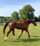 Mare Selle Fran&ccedil;ais For sale 2014 Liver chestnut