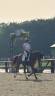 Mare Selle Fran&ccedil;ais For sale 2014 Liver chestnut