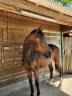 Mare Oldenburg For sale 2024 Dark Bay