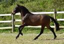 Filly PRE Pure Spanish Bred For sale 2024 Dark Bay