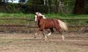 Gelding Welsh Pony (Section B) For sale 2024 Silver dapple