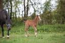 Colt Welsh Part Bred For sale 2026 Bay
