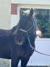 Gelding No Origin Recorded For sale 2016 Black