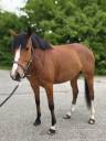 Mare Selle Fran&ccedil;ais For sale 2022 Bay