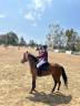 Mare Other Pony Breed For sale 2020 Bay