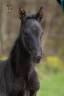 Filly PRE Pure Spanish Bred For sale 2026 Black