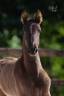 Filly PRE Pure Spanish Bred For sale 2026 Black