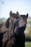 Filly PRE Pure Spanish Bred For sale 2026 Black