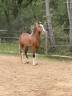 Entire Barb Arabian For sale 2020 Red roan