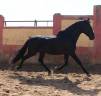 Entire PRE Pure Spanish Bred For sale 2021 Black