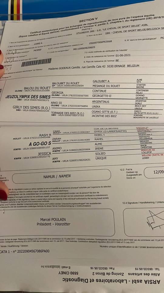 Gelding sBs Belgian Warmblood For sale 2021 Bay