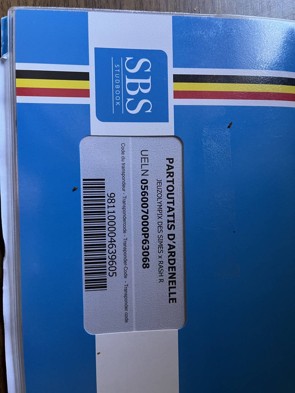 Gelding sBs Belgian Warmblood For sale 2021 Bay