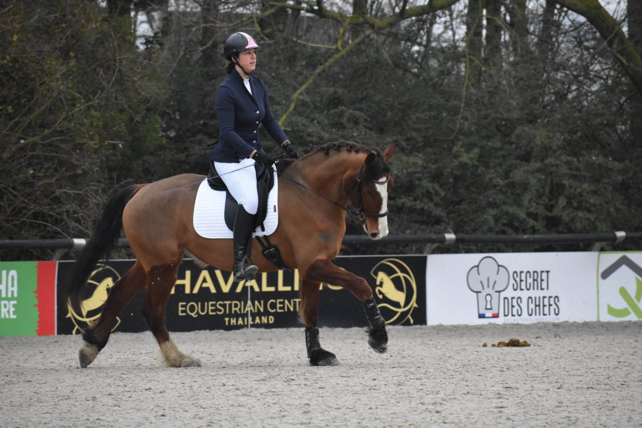 Gelding Franche-Montagne For sale 2020 Bay