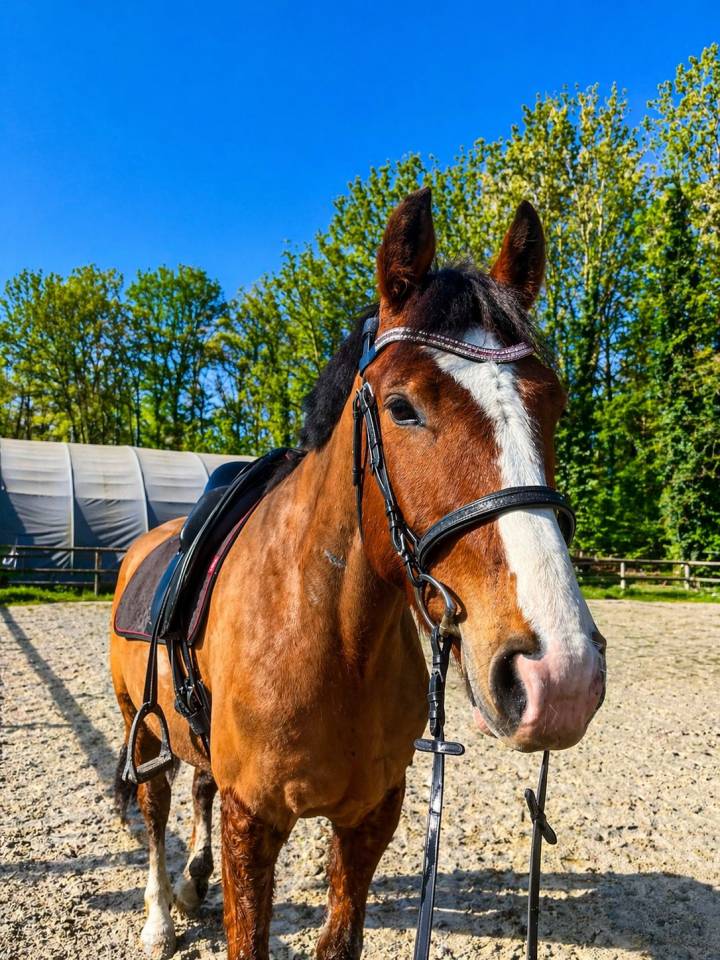 Gelding Franche-Montagne For sale 2020 Bay