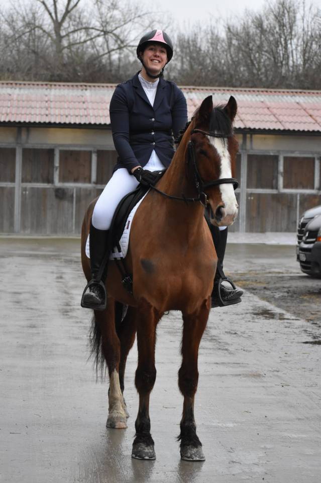 Gelding Franche-Montagne For sale 2020 Bay
