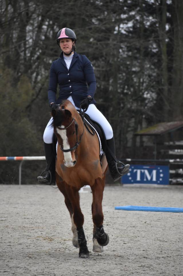 Gelding Franche-Montagne For sale 2020 Bay