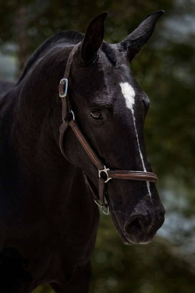 Mare PRE Pure Spanish Bred For sale 2018 Black