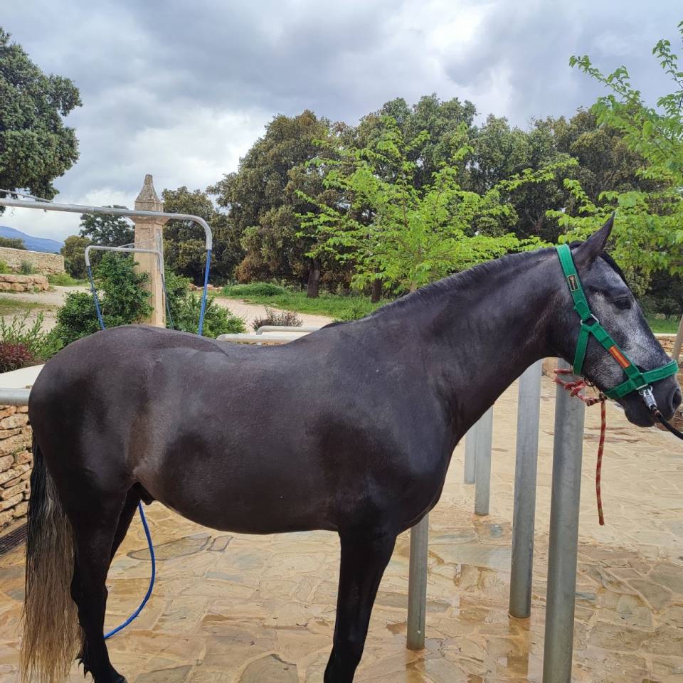 Gelding PRE Pure Spanish Bred For sale 2022 Grey