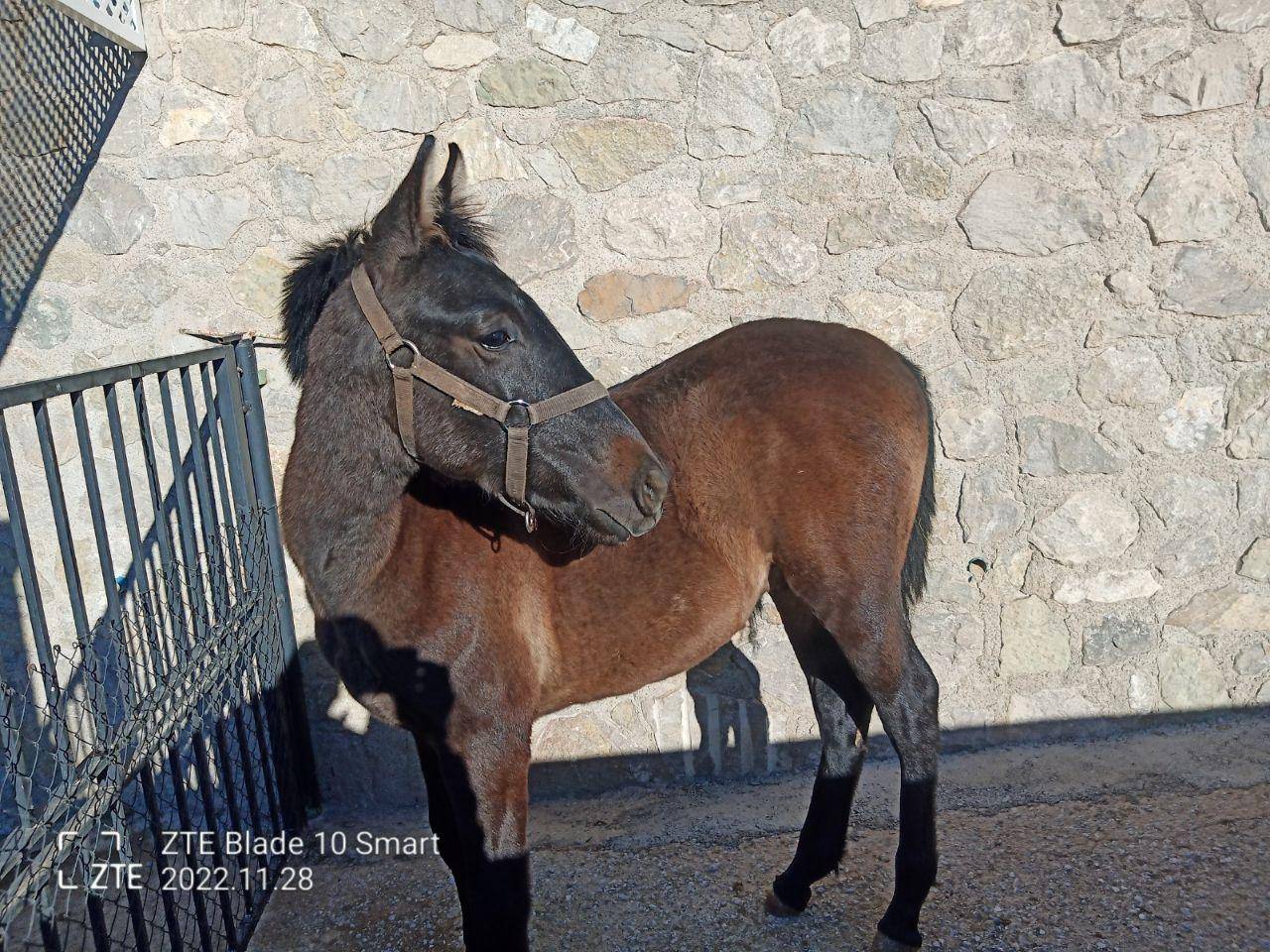 Gelding PRE Pure Spanish Bred For sale 2022 Grey