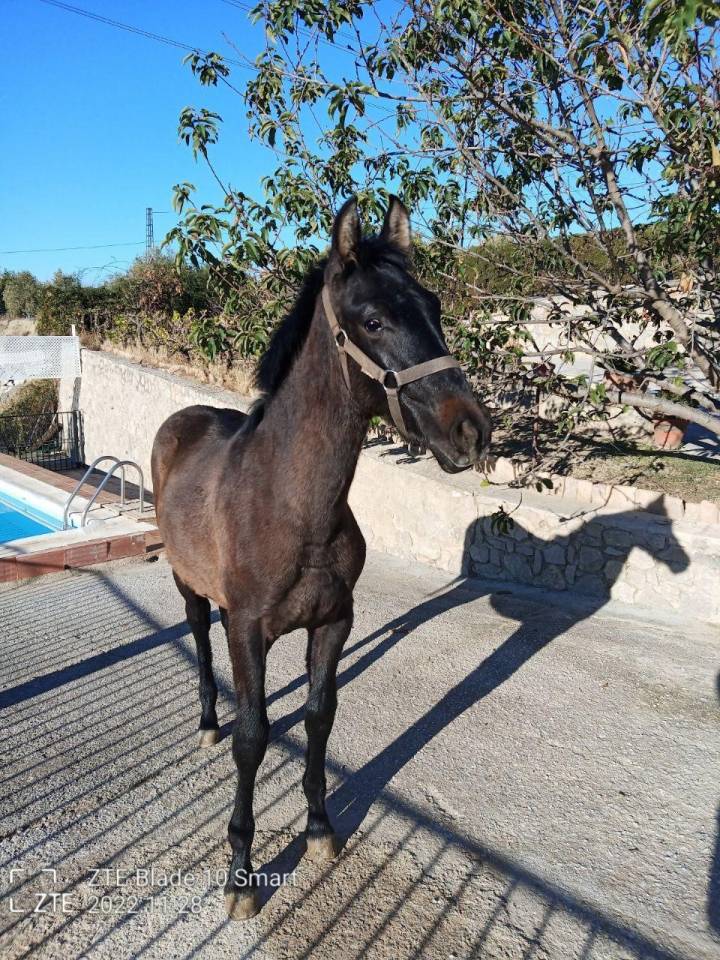 Gelding PRE Pure Spanish Bred For sale 2022 Grey
