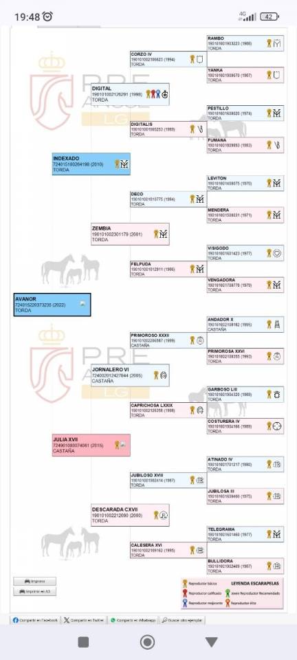Gelding PRE Pure Spanish Bred For sale 2022 Grey
