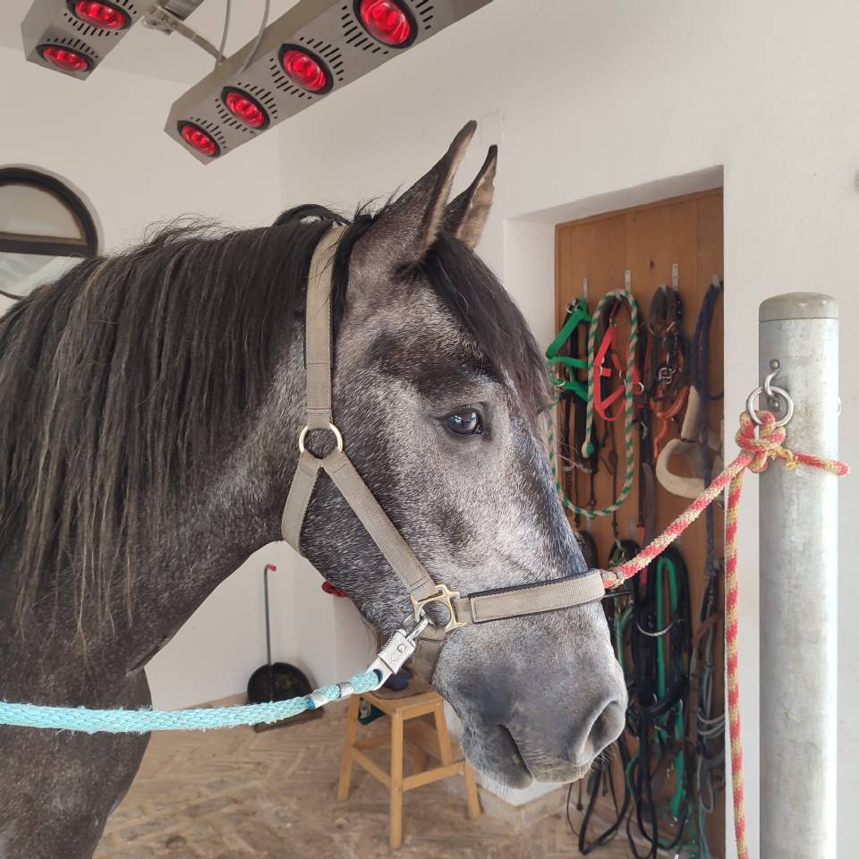 Gelding PRE Pure Spanish Bred For sale 2022 Grey