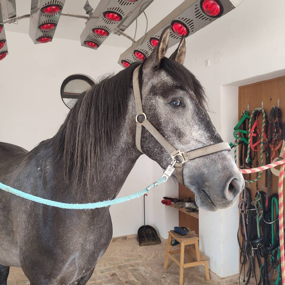Gelding PRE Pure Spanish Bred For sale 2022 Grey
