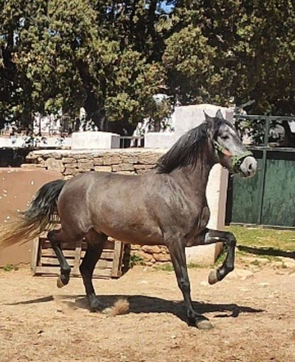 Gelding PRE Pure Spanish Bred For sale 2022 Grey
