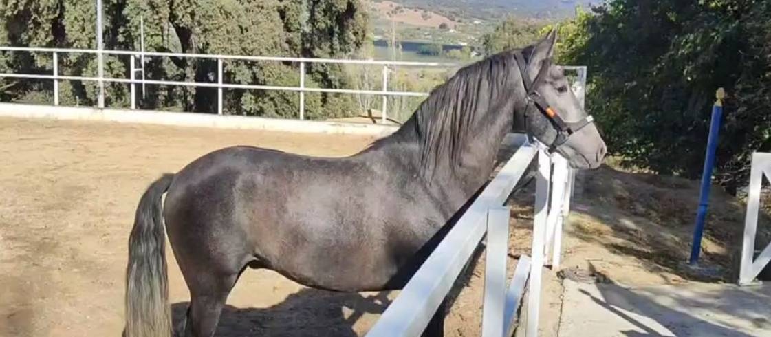 Gelding PRE Pure Spanish Bred For sale 2022 Grey