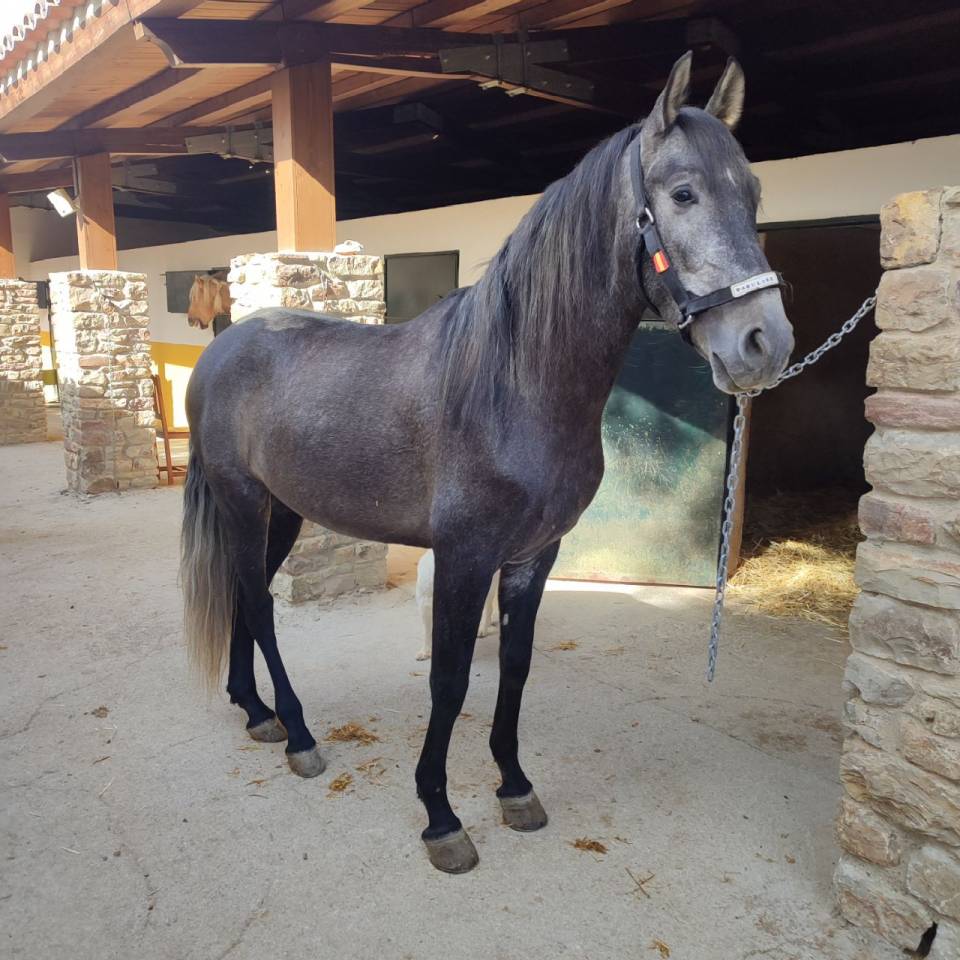 Gelding PRE Pure Spanish Bred For sale 2022 Grey