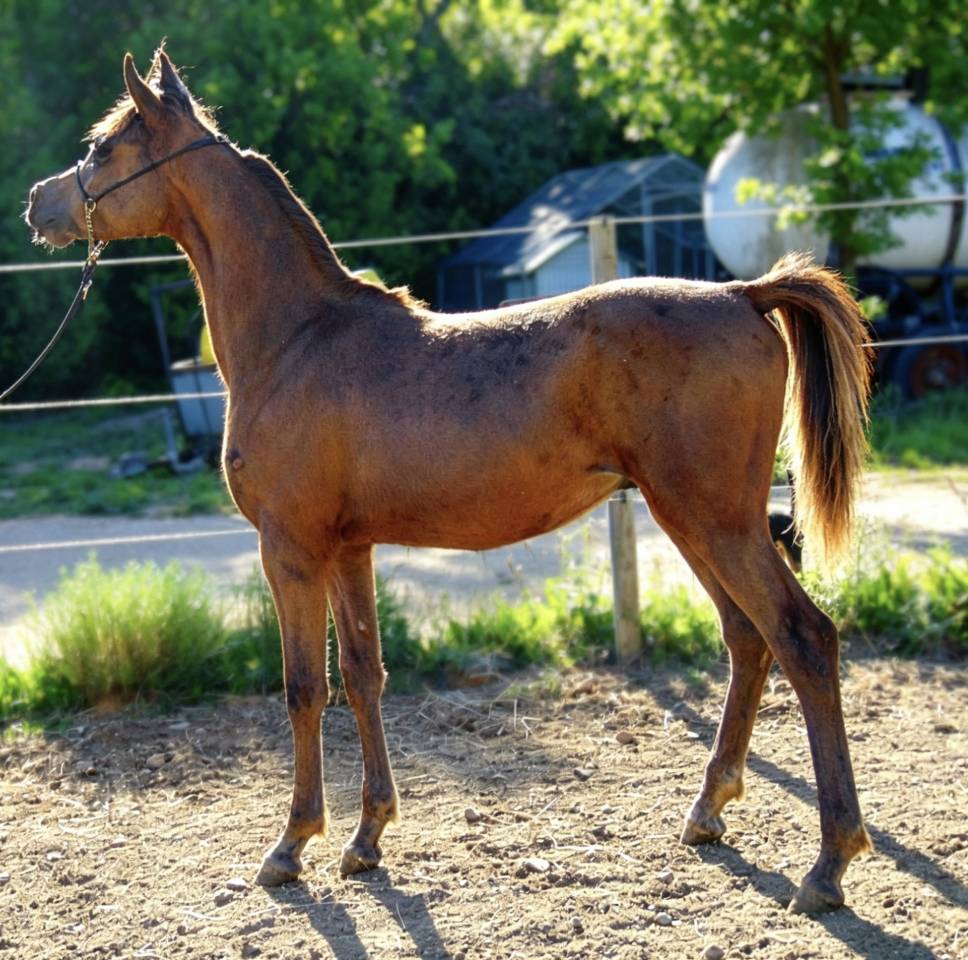 Colt Arabian For sale 2025 Bay