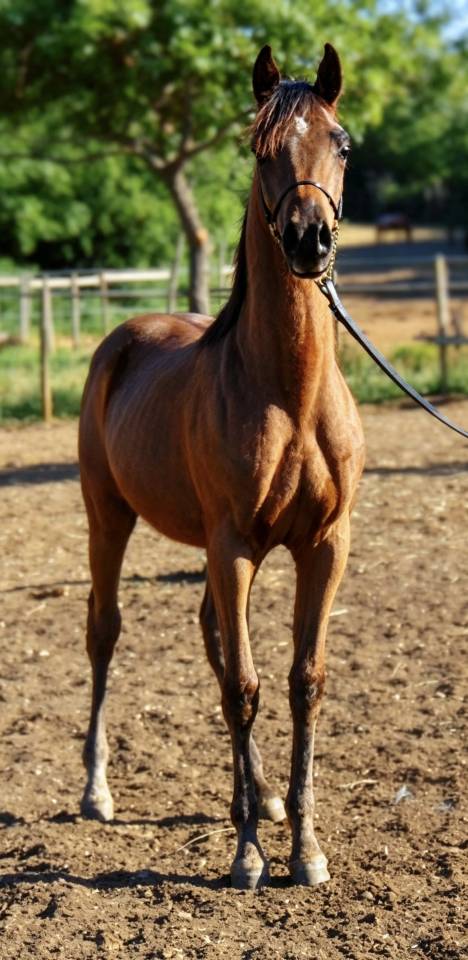 Colt Arabian For sale 2025 Bay