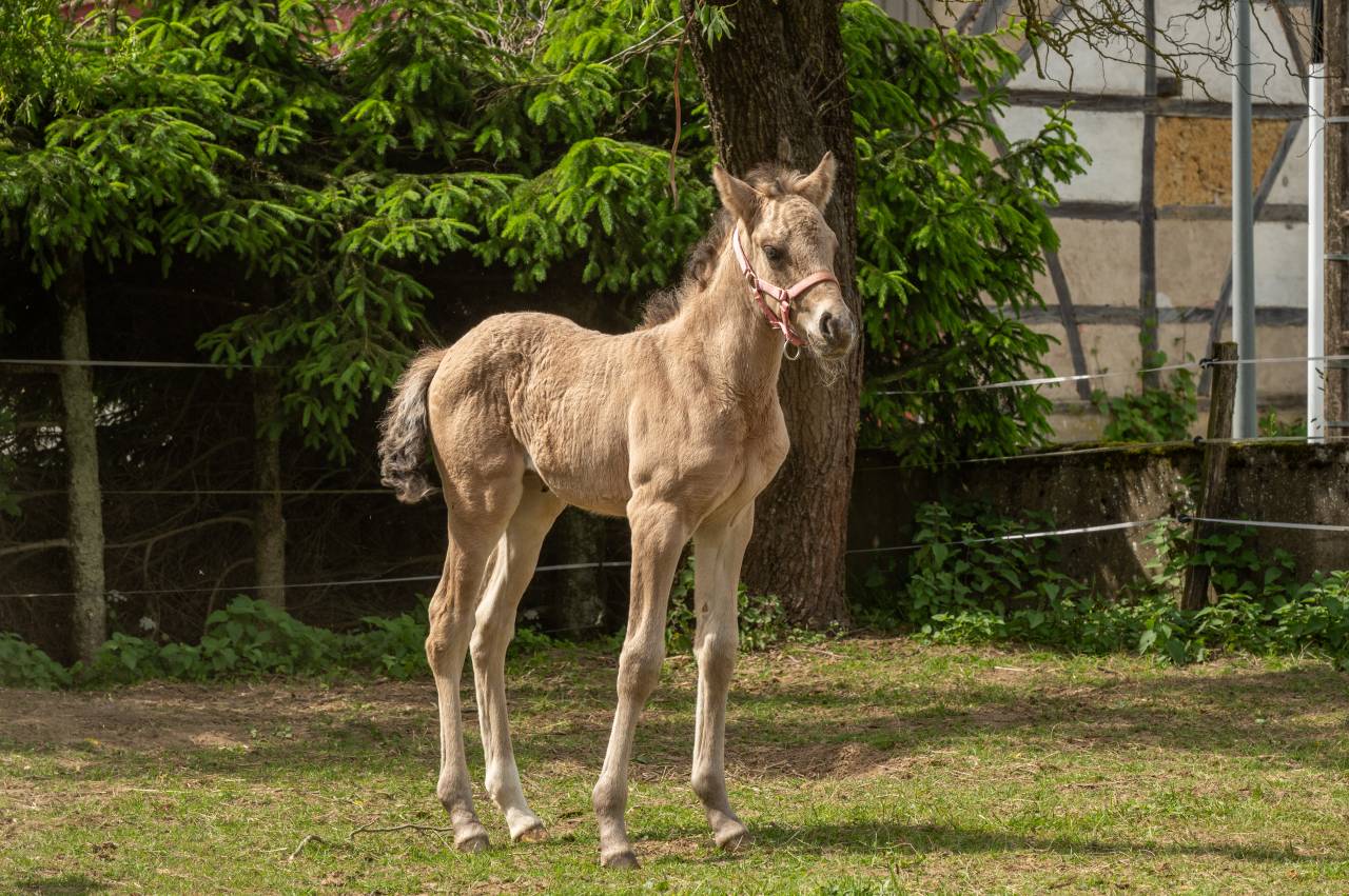 Filly French Saddle Pony For sale 2025 Buckskin