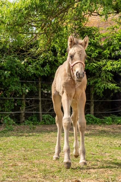 Filly French Saddle Pony For sale 2025 Buckskin