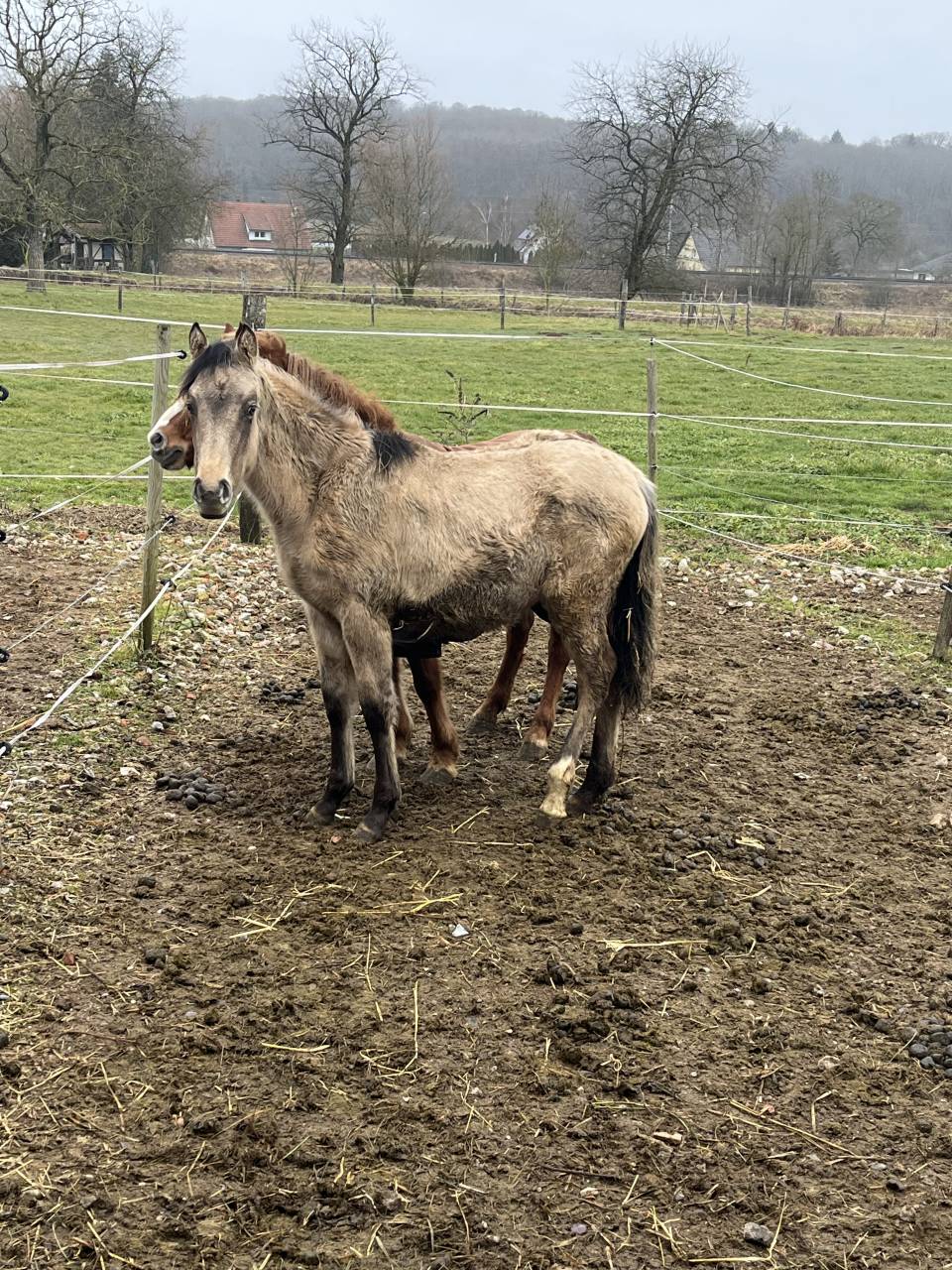 Filly French Saddle Pony For sale 2025 Buckskin