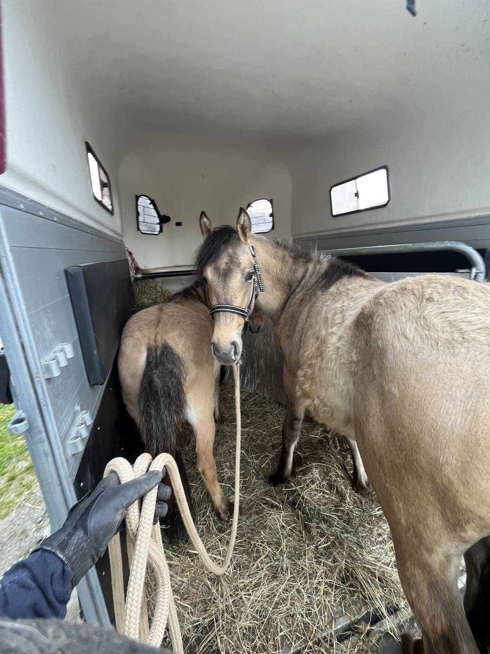 Filly French Saddle Pony For sale 2025 Buckskin