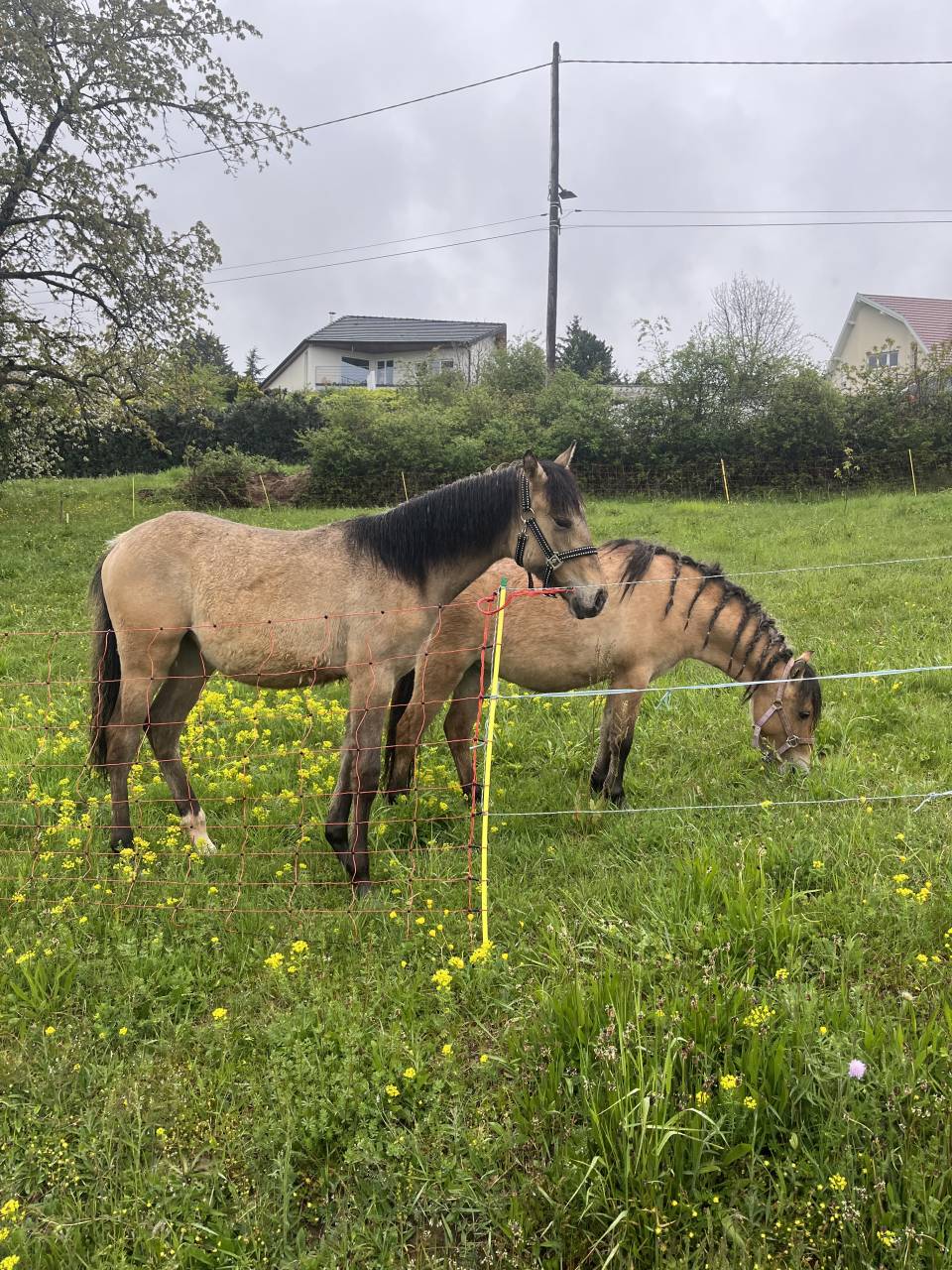 Filly French Saddle Pony For sale 2025 Buckskin