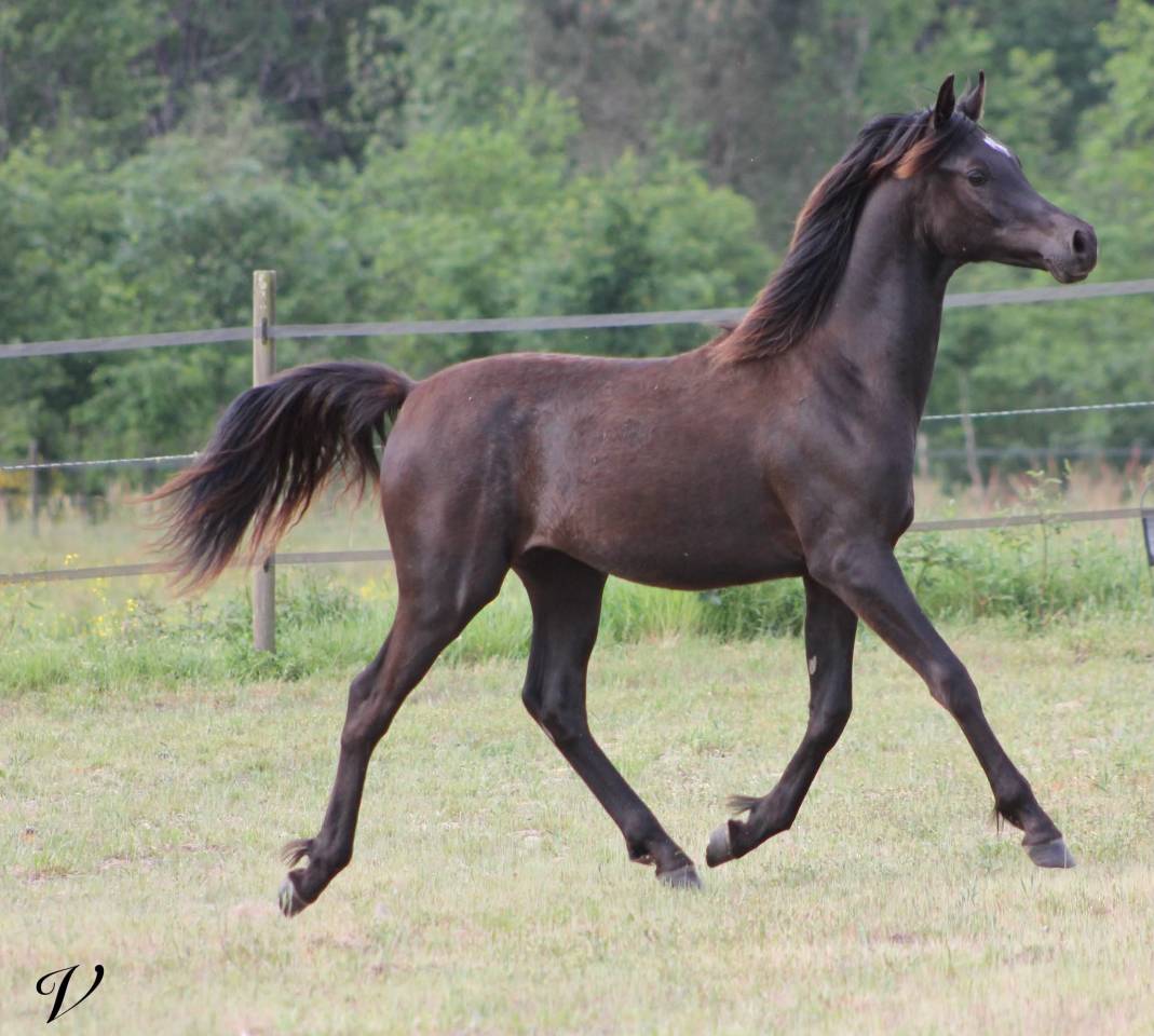 Entire Arabian For sale 2025 Black