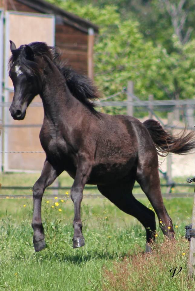 Entire Arabian For sale 2025 Black