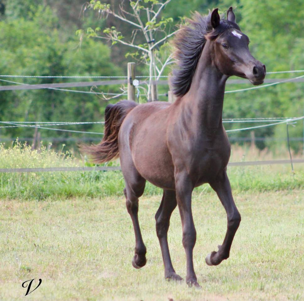 Entire Arabian For sale 2025 Black