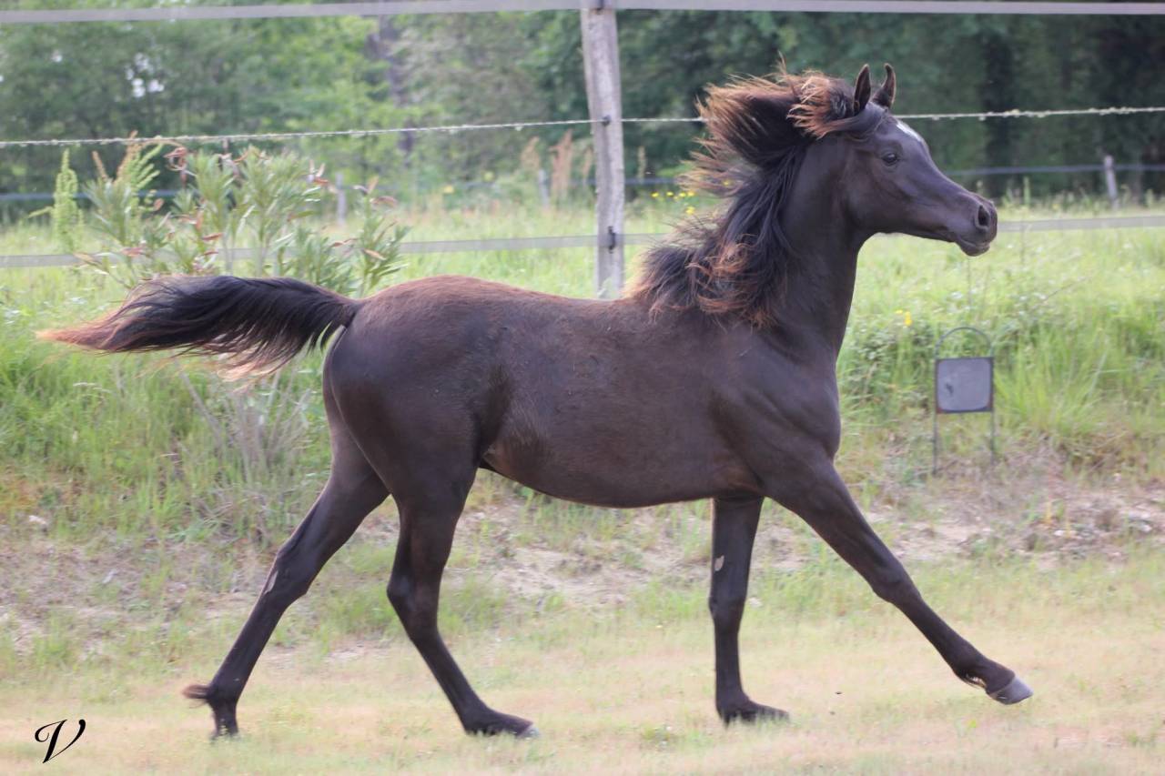 Entire Arabian For sale 2025 Black