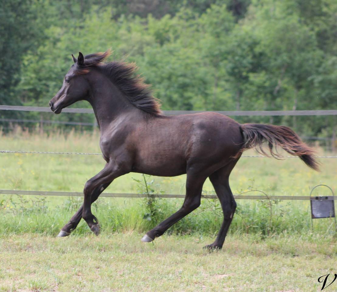 Entire Arabian For sale 2025 Black