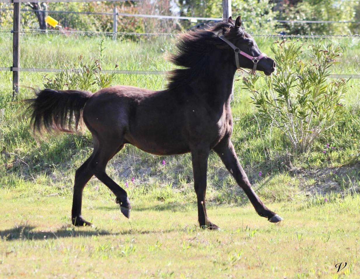 Entire Arabian For sale 2025 Black